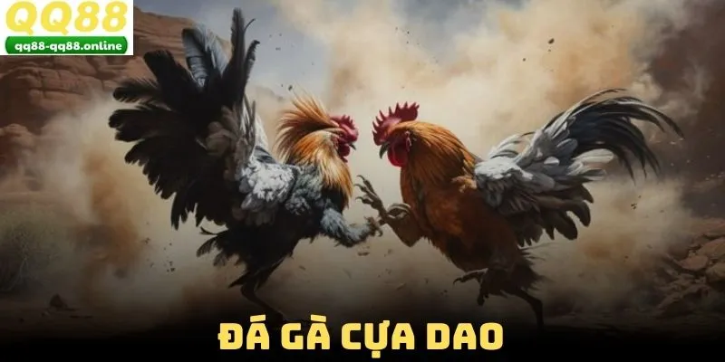 Đá gà cựa dao