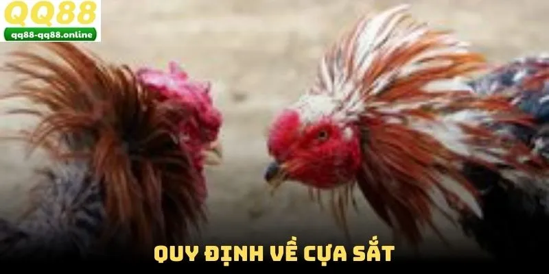 Quy định về cựa sắt