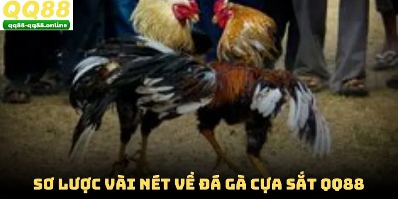 Sơ lược vài nét về đá gà cựa sắt QQ88