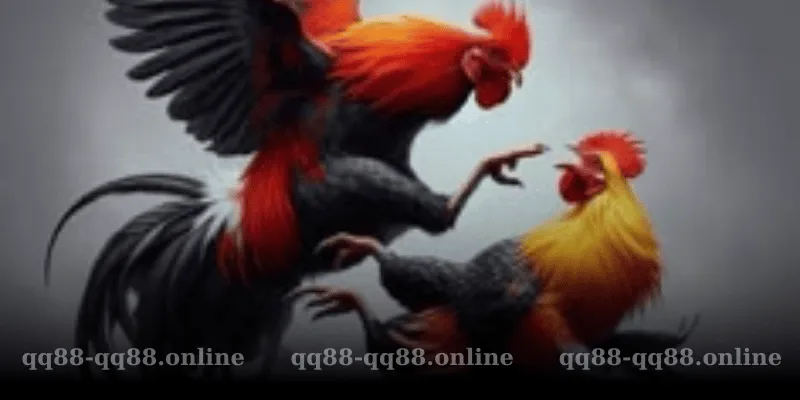Những Lưu Ý Khi Chọn Gà Đá