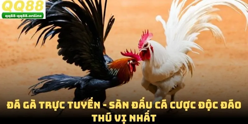 Đá Gà Trực Tuyến - Sàn Đấu Cá Cược Độc Đáo Thú Vị Nhất